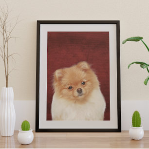 Pommeren Poster