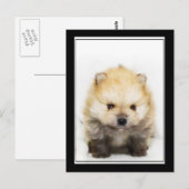 Pommeren puppy briefkaart (Voorkant / Achterkant)