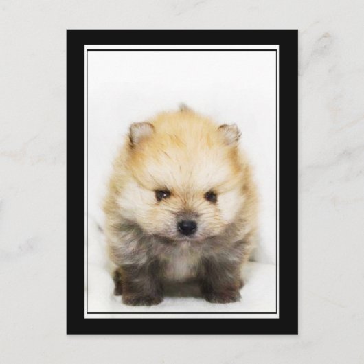 Pommeren puppy briefkaart (Voorkant)