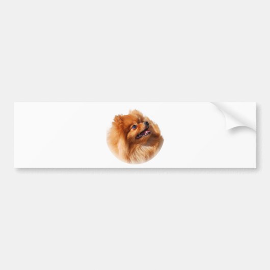 Pommeren Spitz Bumpersticker (Voorkant)