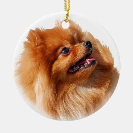 Pommeren Spitz Keramisch Ornament (Voorkant)