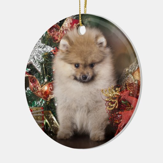Pommeren Spitz, kerstpuppy Keramisch Ornament (Links)