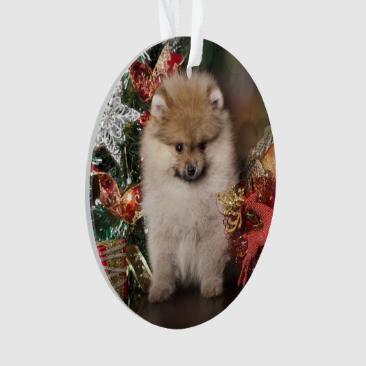 Pommeren Spitz, kerstpuppy Ornament (voorkant)