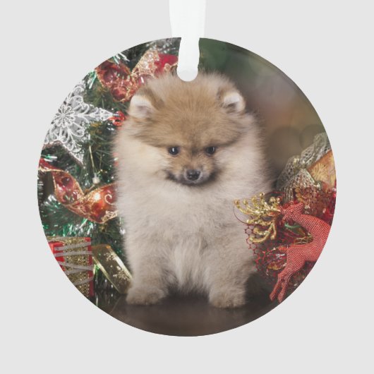 Pommeren Spitz, kerstpuppy Ornament (achterkant)