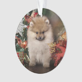 Pommeren Spitz, kerstpuppy Ornament (voorkant)