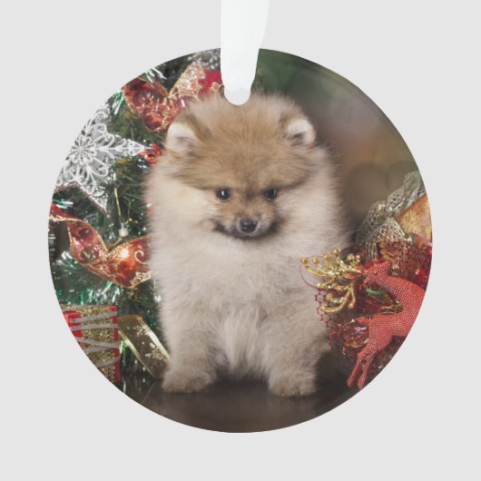 Pommeren Spitz, kerstpuppy Ornament (voorkant)