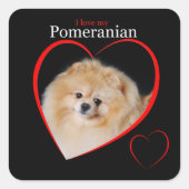 Pommeren Sticker (Voorkant)