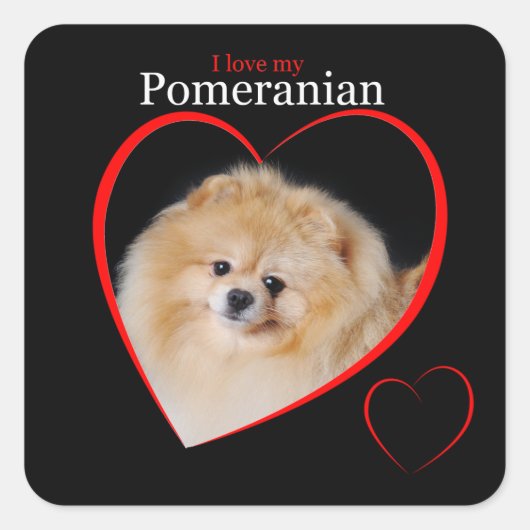 Pommeren Sticker (Voorkant)