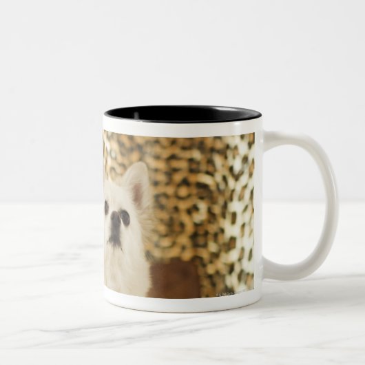 Pommeren Tweekleurige Koffiemok (Rechts)