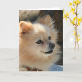 Pommeren wenskaart kaart (Gele Bloem)