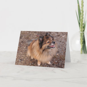 Pommerische hond kaart