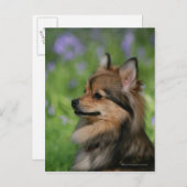 Pommerische hoofdopname briefkaart (Voorkant / Achterkant)