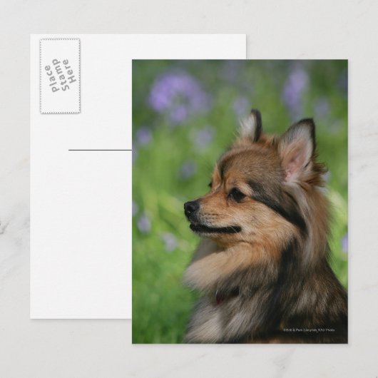 Pommerische hoofdopname briefkaart (Voorkant / Achterkant)