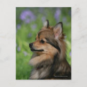 Pommerische hoofdopname briefkaart (Voorkant)