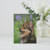 Pommerische hoofdopname briefkaart (Staand voorkant)