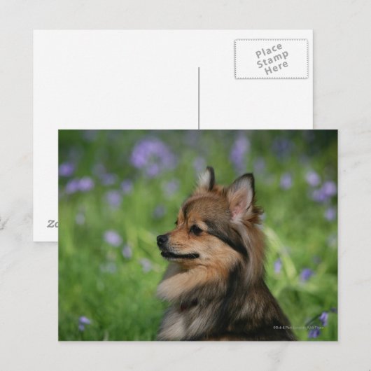 Pommerische hoofdopname briefkaart (Voorkant / Achterkant)