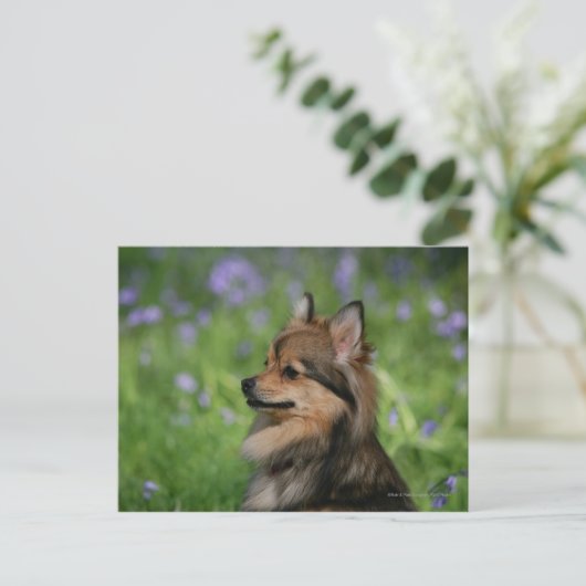 Pommerische hoofdopname briefkaart (Staand voorkant)