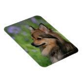 Pommerische hoofdopname magneet (Rechterzijde)