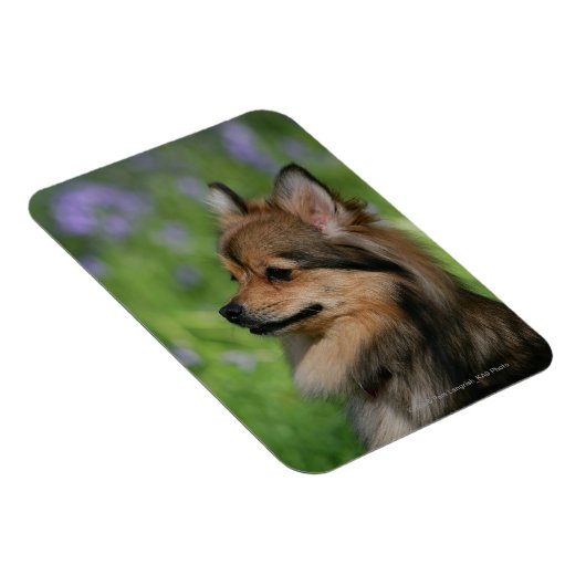 Pommerische hoofdopname magneet (Rechterzijde)