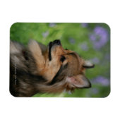 Pommerische hoofdopname magneet (Horizontaal)