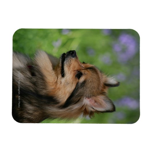 Pommerische hoofdopname magneet (Horizontaal)