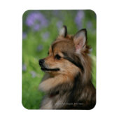 Pommerische hoofdopname magneet (Verticaal)