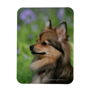 Pommerische hoofdopname magneet