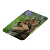 Pommerische hoofdopname magneet (Linkerzijde)