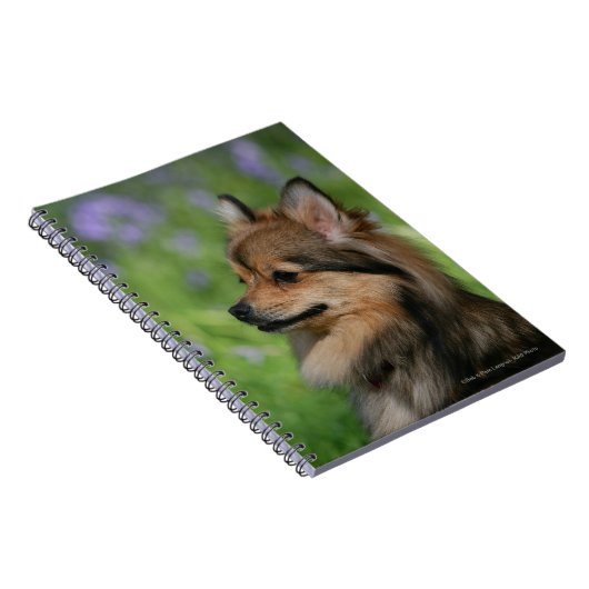 Pommerische hoofdopname notitieboek (Rechterzijde)