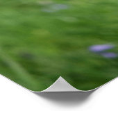 Pommerische hoofdopname poster (Hoek)