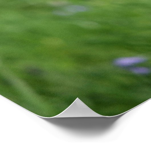 Pommerische hoofdopname poster (Hoek)