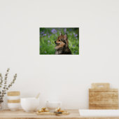 Pommerische hoofdopname poster (Keuken)