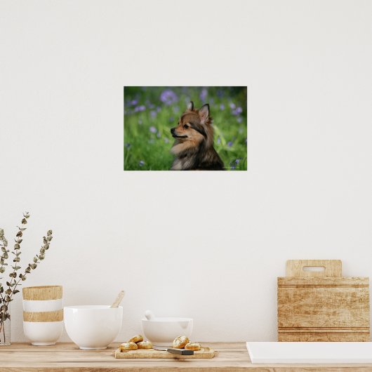 Pommerische hoofdopname poster (Keuken)