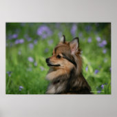 Pommerische hoofdopname poster (Voorkant)