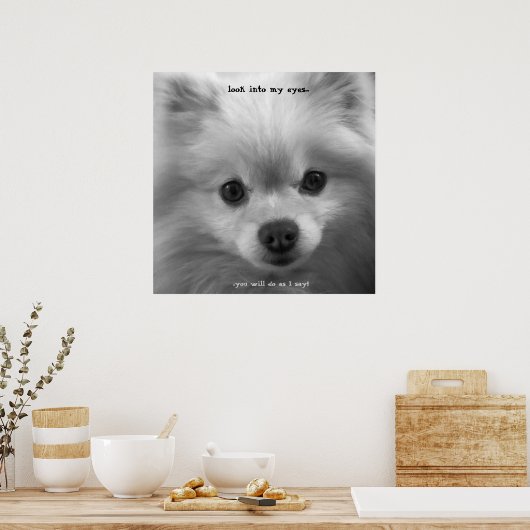 Pommerische pommerische pupppy poster (Keuken)