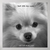 Pommerische pommerische pupppy poster (Voorkant)