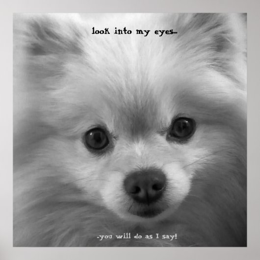 Pommerische pommerische pupppy poster (Voorkant)