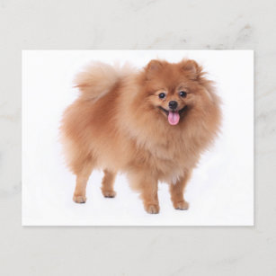 Pommerische puppy Dog Blank Post Card Briefkaart