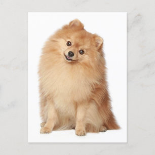 Pommerische puppy Dog Blank Post Card Briefkaart
