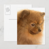 Pommern Briefkaart (Voorkant / Achterkant)