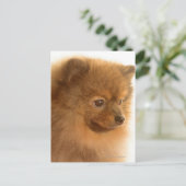 Pommern Briefkaart (Staand voorkant)