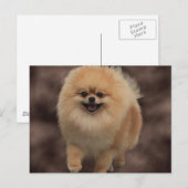 Pommern Briefkaart (Voorkant / Achterkant)