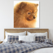 Pommern Canvas Afdruk (Insitu (Slaapkamer))