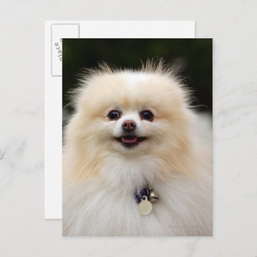 Pommern Headshot 1 Briefkaart (Voorkant / Achterkant)