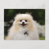 Pommern Headshot 1 Briefkaart (Voorkant)