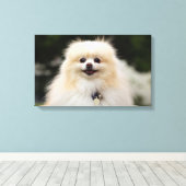 Pommern Headshot 1 Canvas Afdruk (Insitu (Houten vloer))