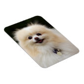 Pommern Headshot 1 Magneet (Rechterzijde)