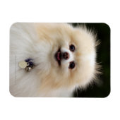 Pommern Headshot 1 Magneet (Horizontaal)