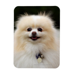 Pommern Headshot 1 Magneet