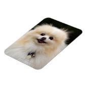 Pommern Headshot 1 Magneet (Linkerzijde)